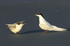 White-fronted Tern